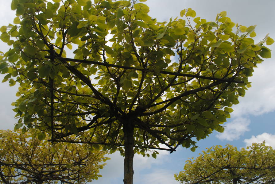 Tilia henryana plantation
