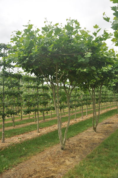 Platanus hispanica plantation