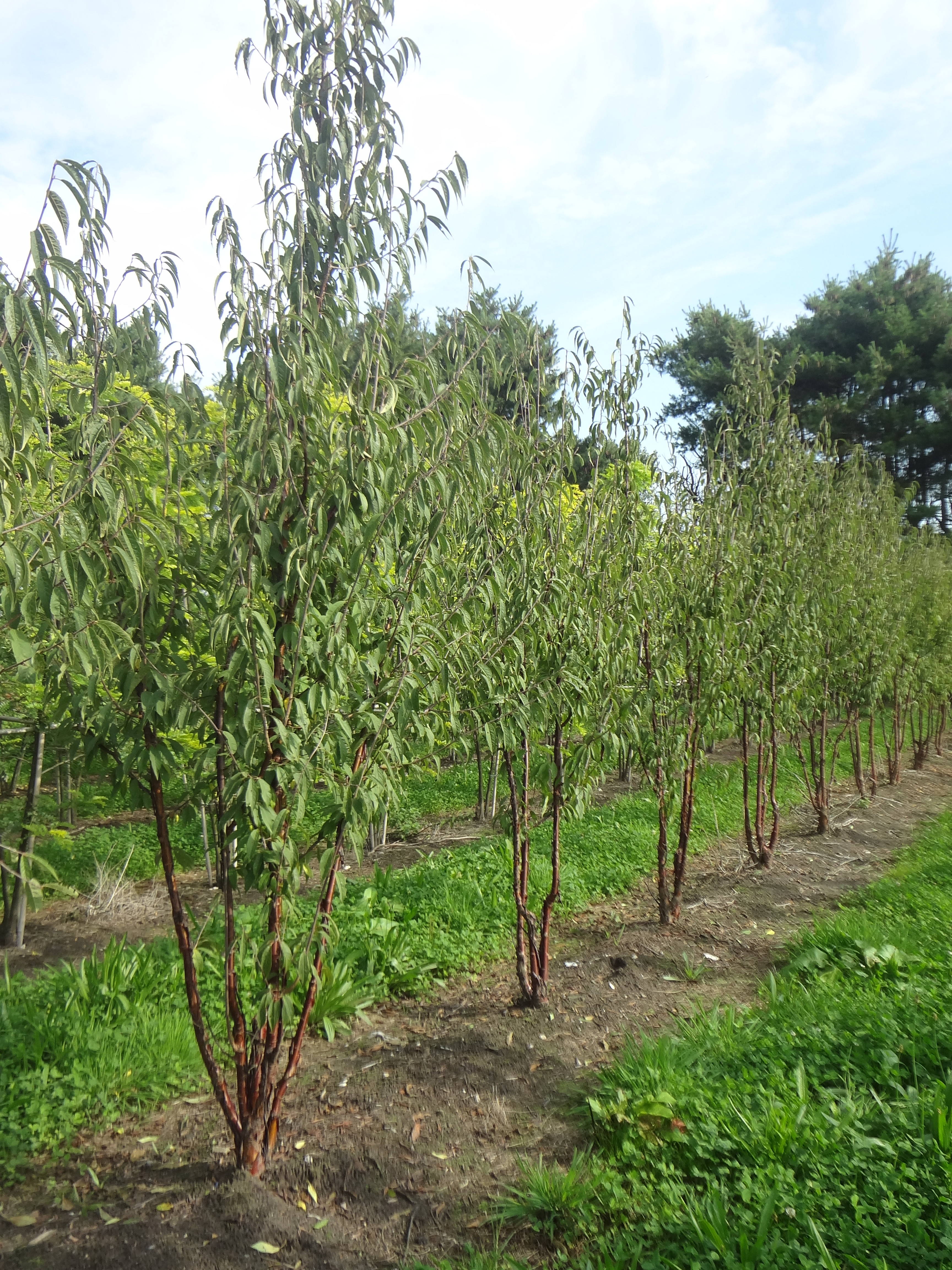 Prunus serrula - Japanische Blütenkirsche product