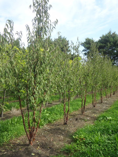 Prunus serrula - Birchbark cherry plantation