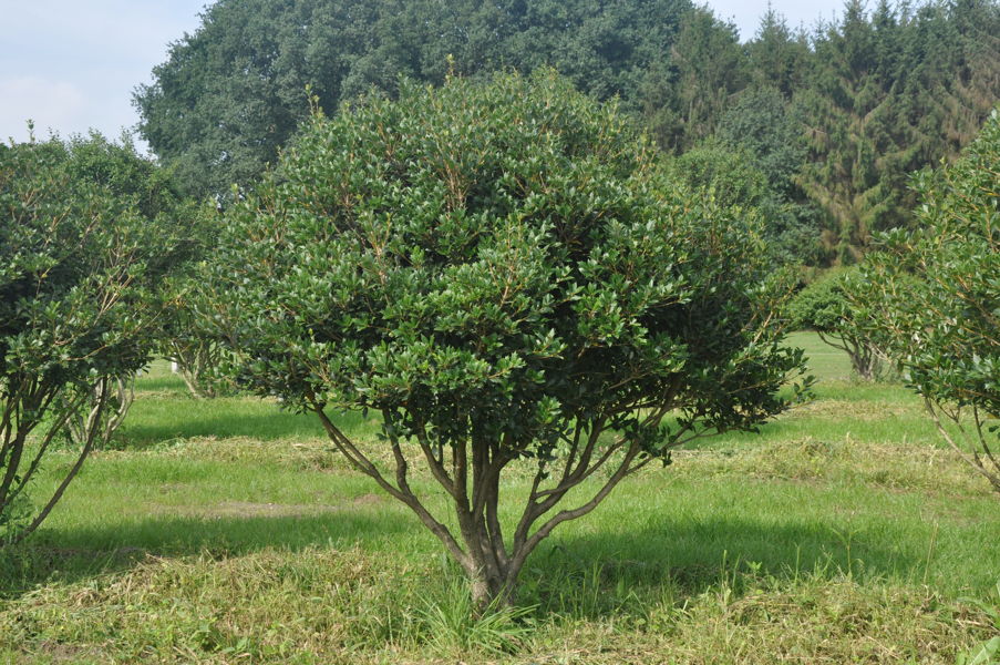 Ilex aquifolium - Common holly plantation