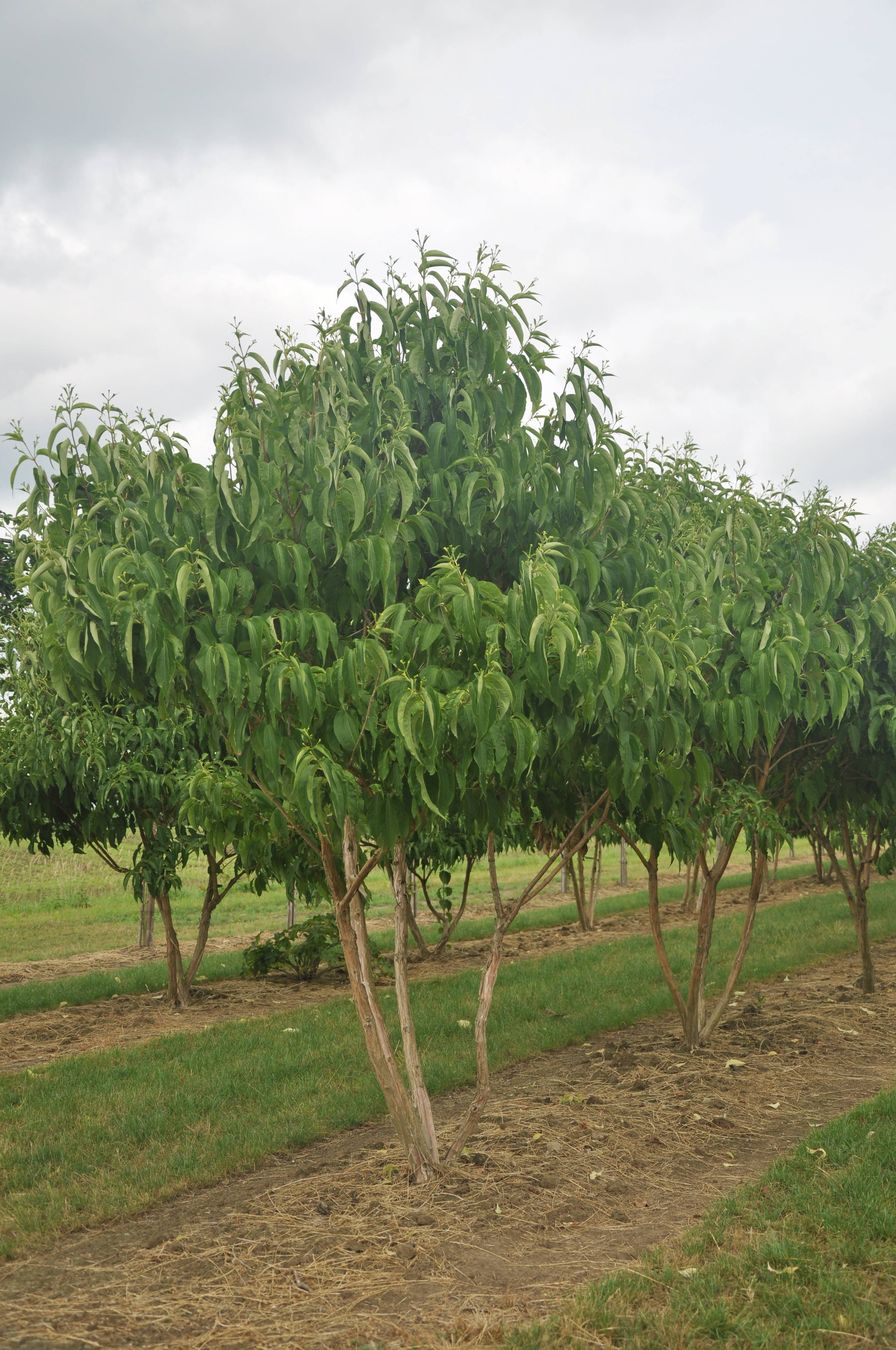 Heptacodium miconioides - Zevenzonenboom product