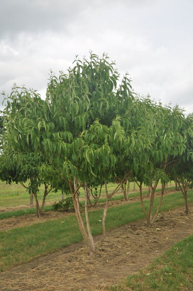 Heptacodium miconioides - Zevenzonenboom plantation
