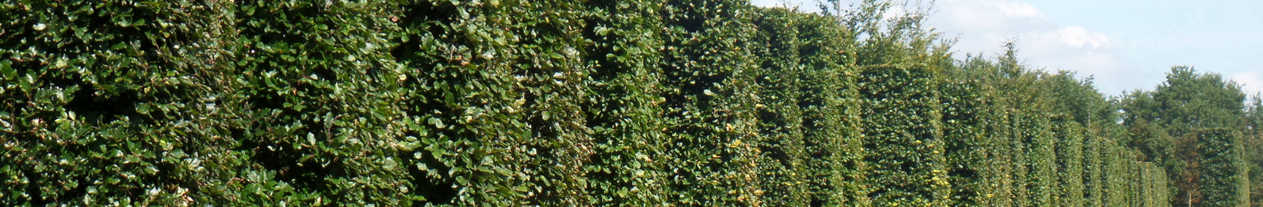 Hækplanter header