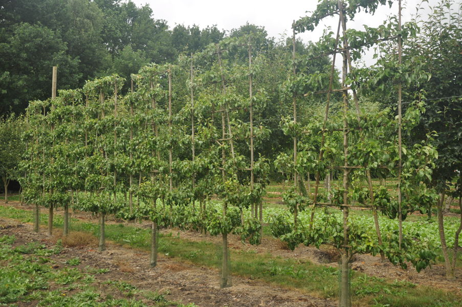 Pyrus calleryana 'Chanticleer' - Chinese sierpeer 'Chanticleer' plantation