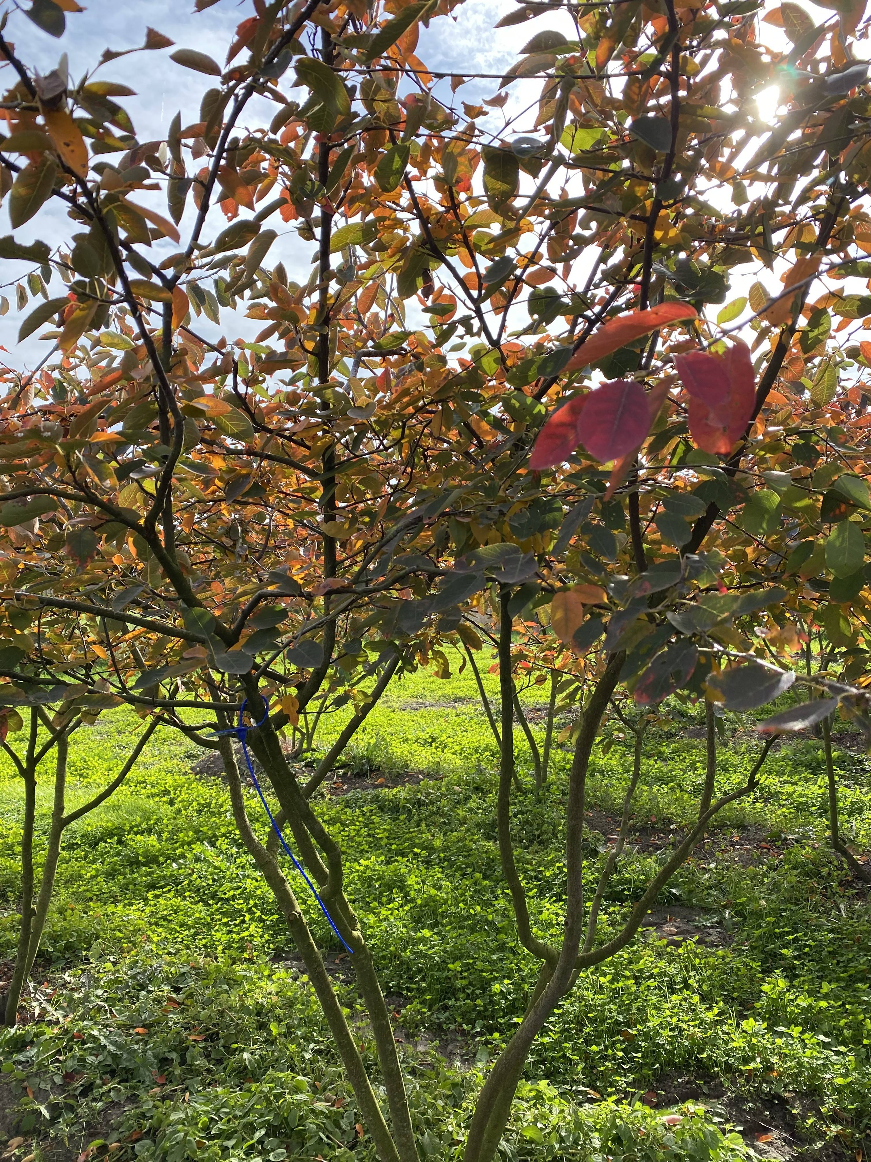 Amelanchier lamarckii - Amerikaans krentenboompje product