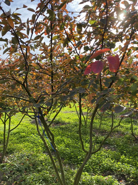 Amelanchier lamarckii - Amerikaans krentenboompje plantation