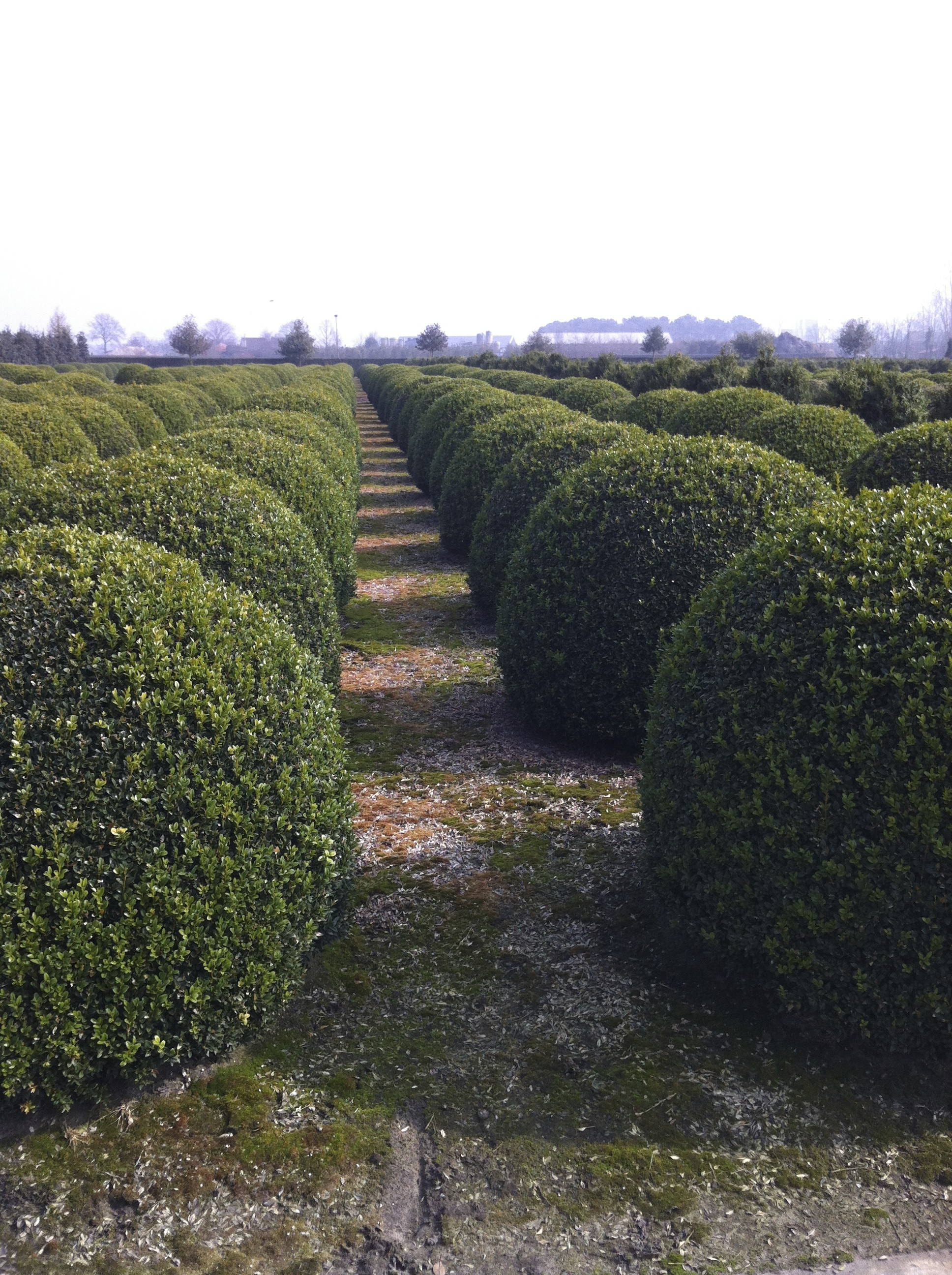 Buxus sempervirens product
