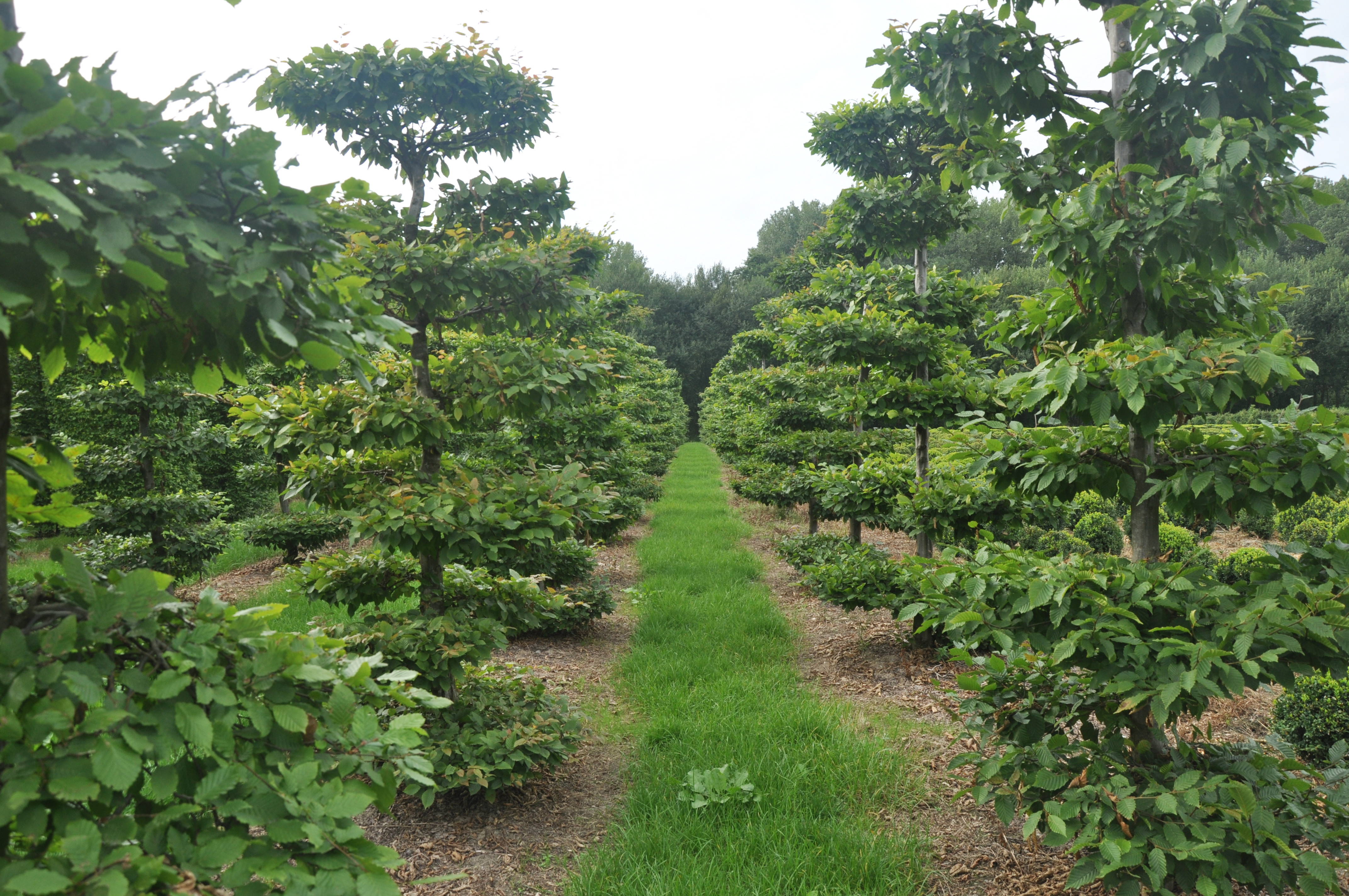 Carpinus betulus product