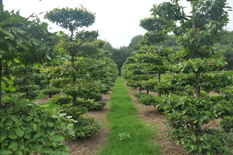 Carpinus betulus - Common hornbeam plantation