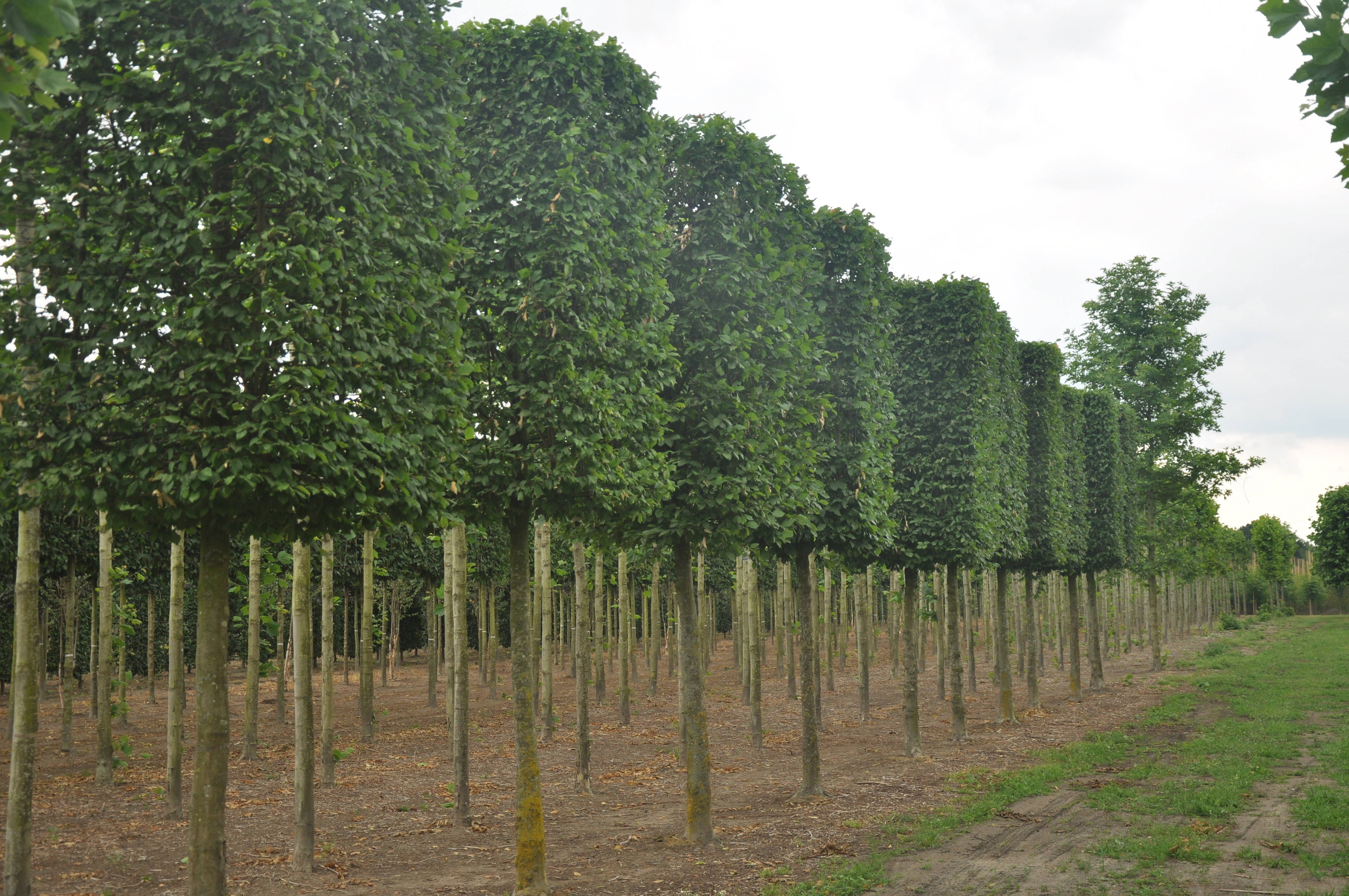 Carpinus betulus -  Common hornbeam product