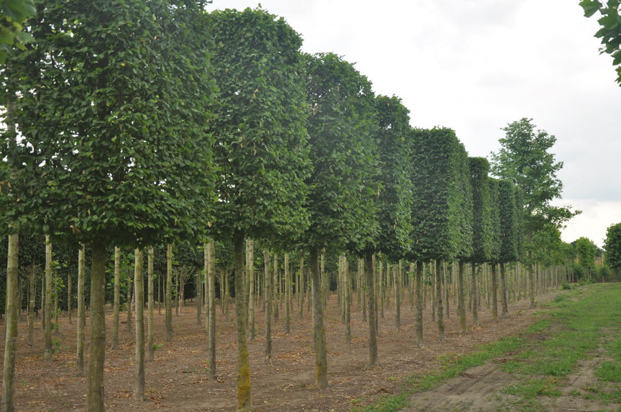 Carpinus betulus plantation