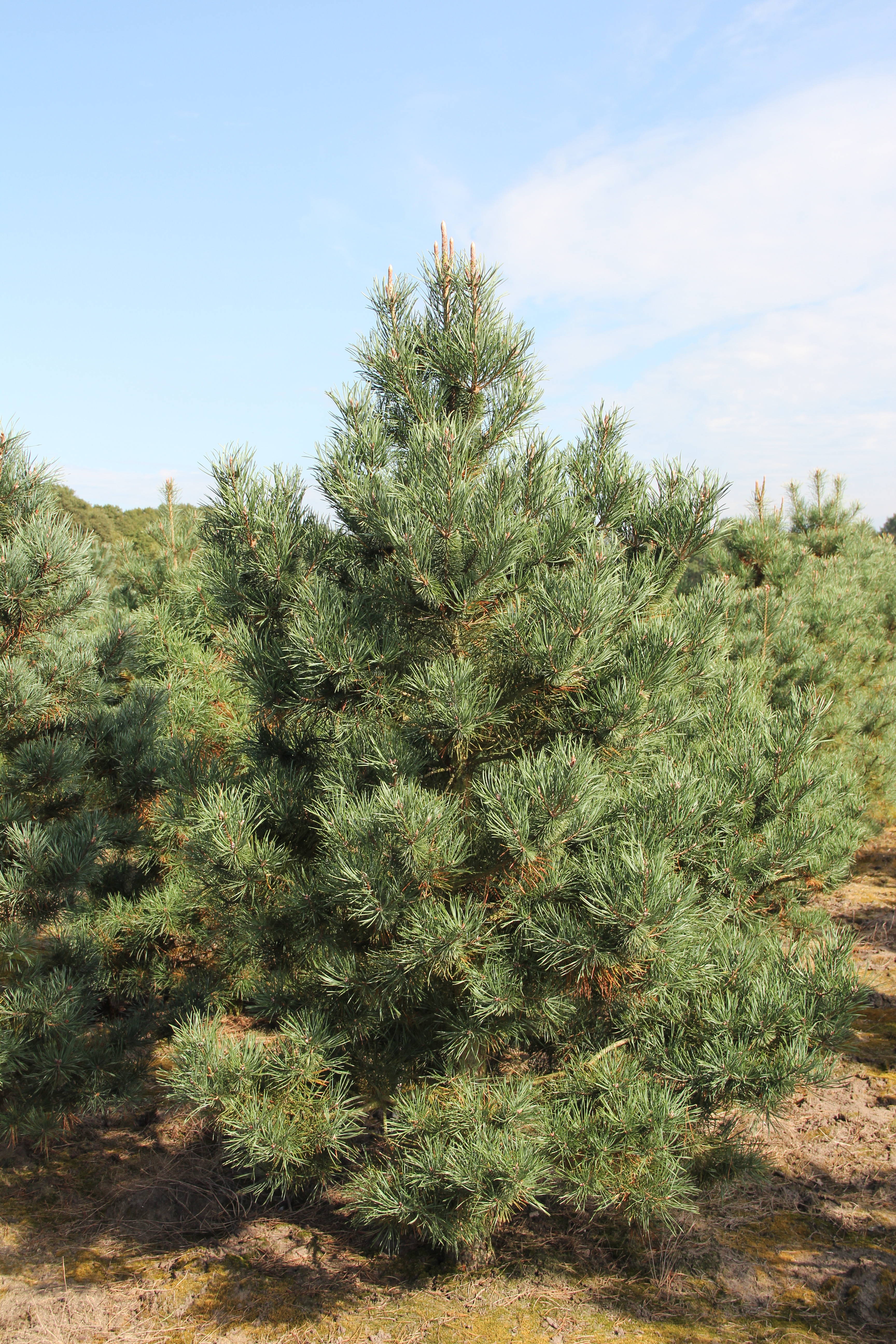 Pinus sylvestris 'Norske Typ' - Scots pine product