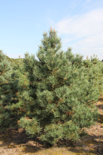 Pinus sylvestris 'Norske Typ' - Grove den plantation