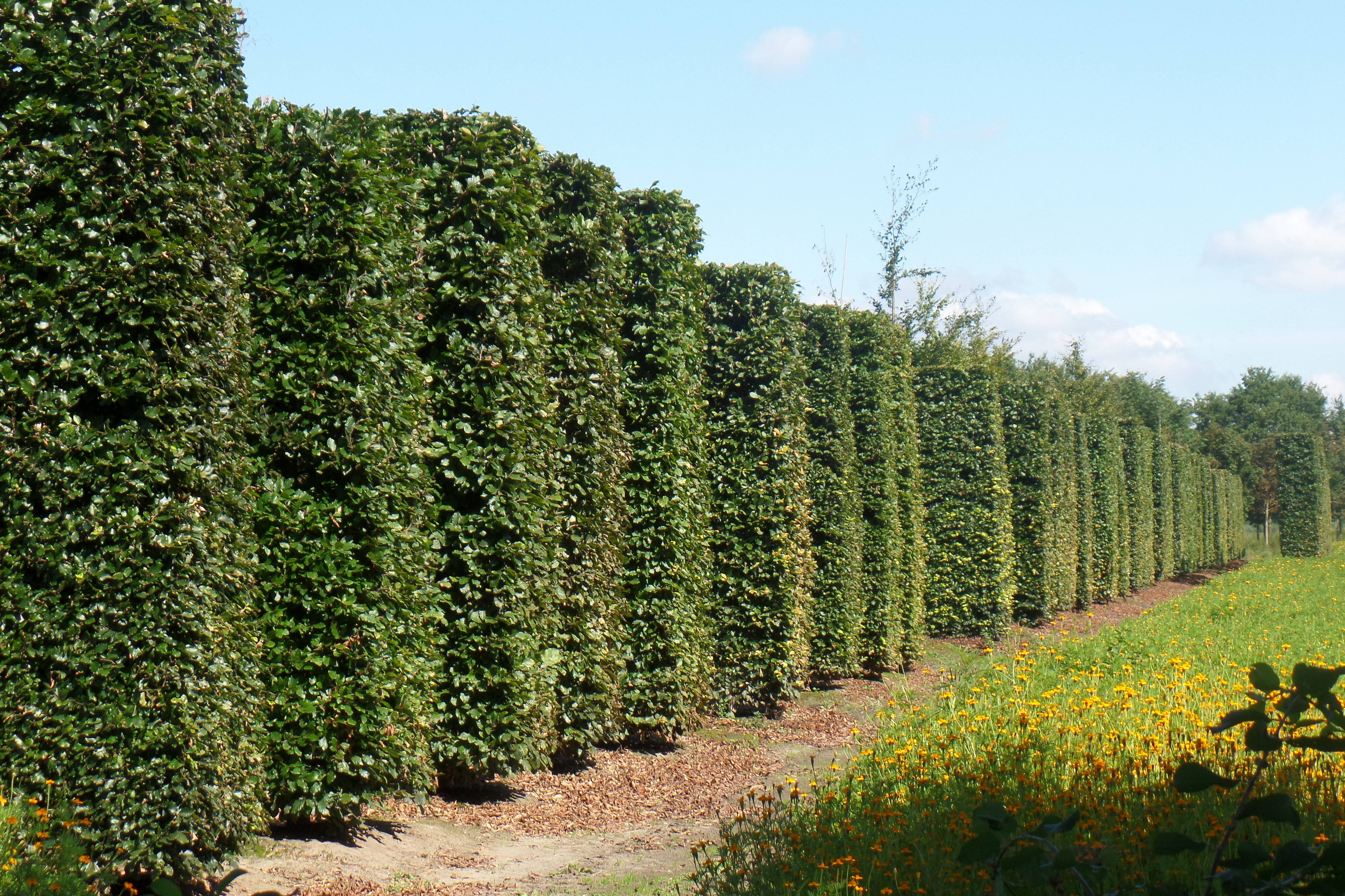 Fagus sylvatica - Beuk product