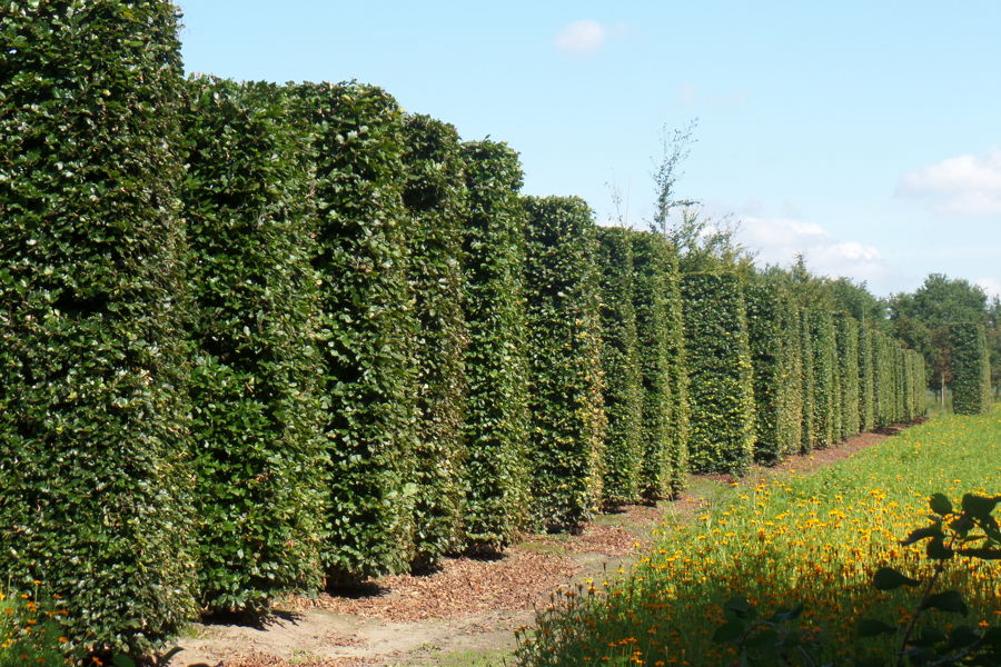 Fagus sylvatica - Common beech plantation
