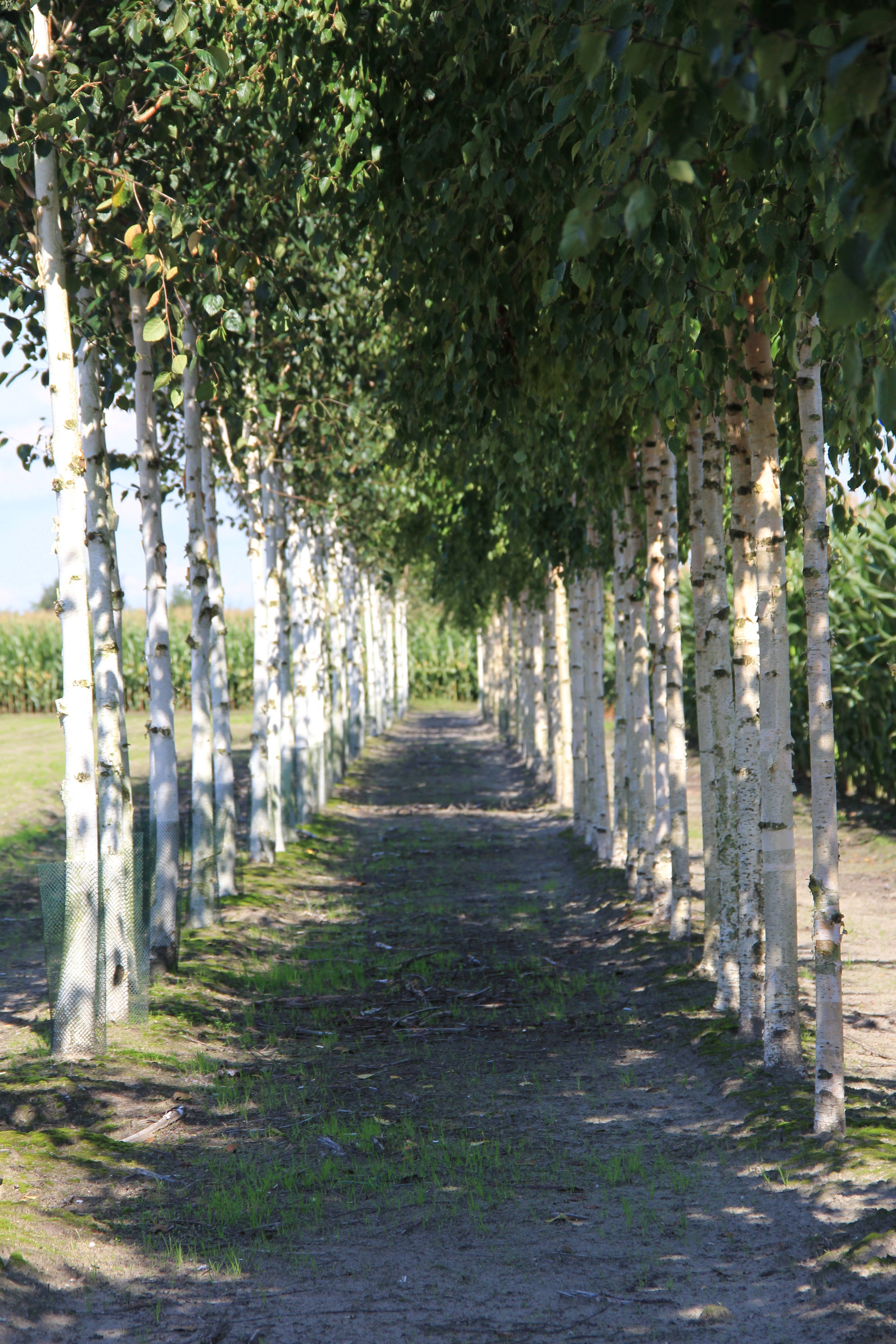 Betula utilis subsp. jacquemonti & Betula pendula - Himalaya berk en de ruwe berk product