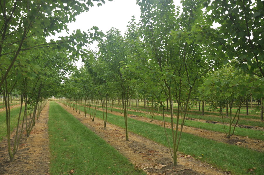 Acer rubrum plantation