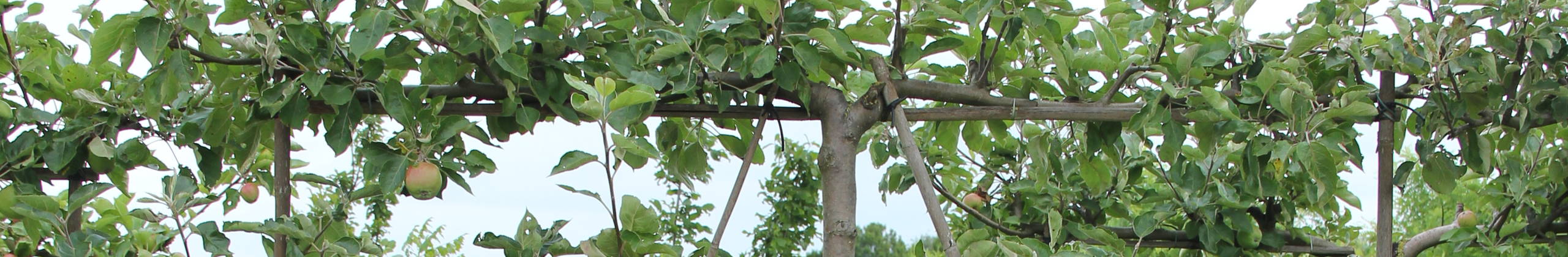 Obst-Spalierbäume header