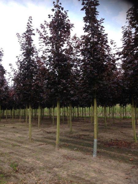 Acer platanoides 'Royal Red' plantation