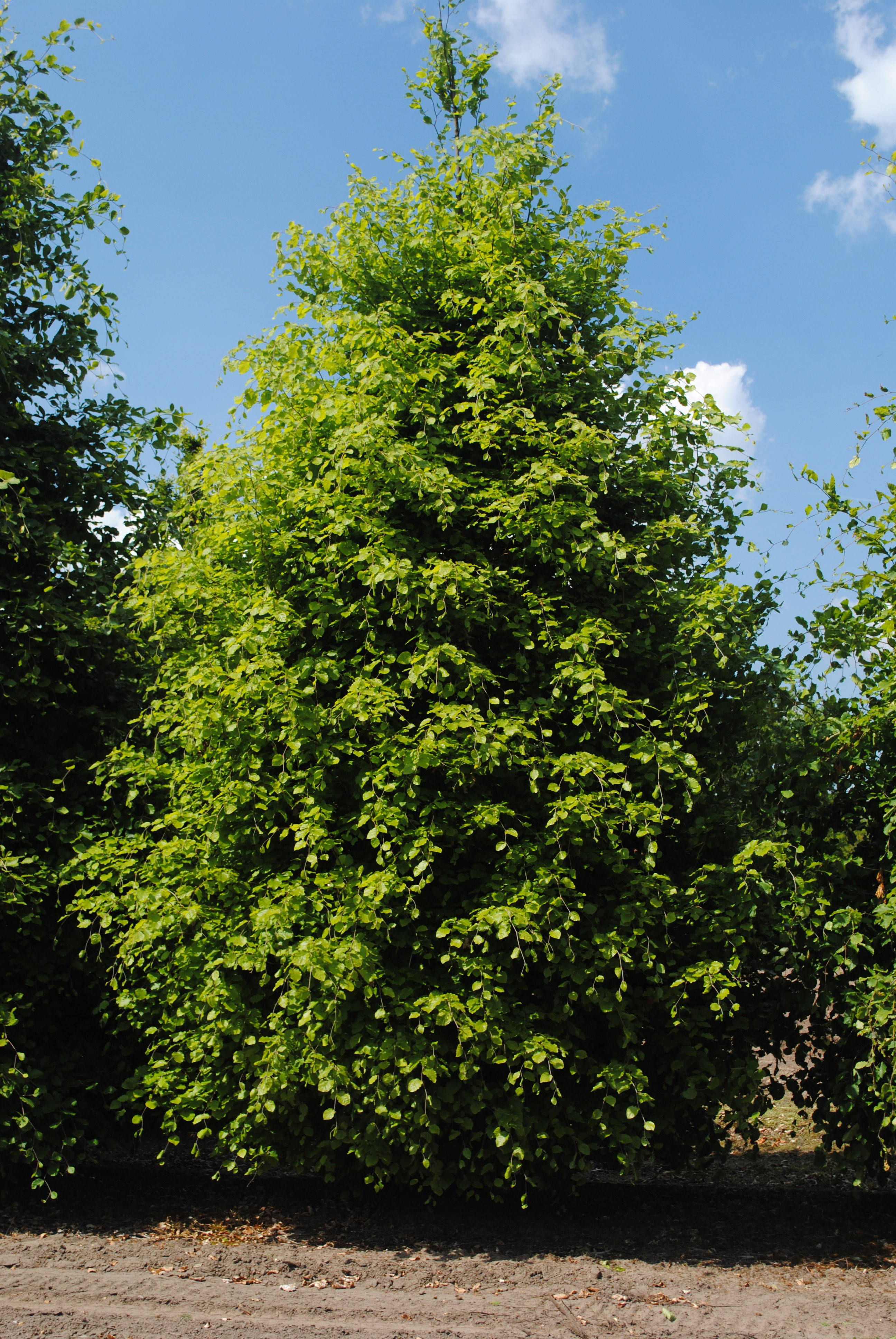Fagus sylvatica - Beuk product