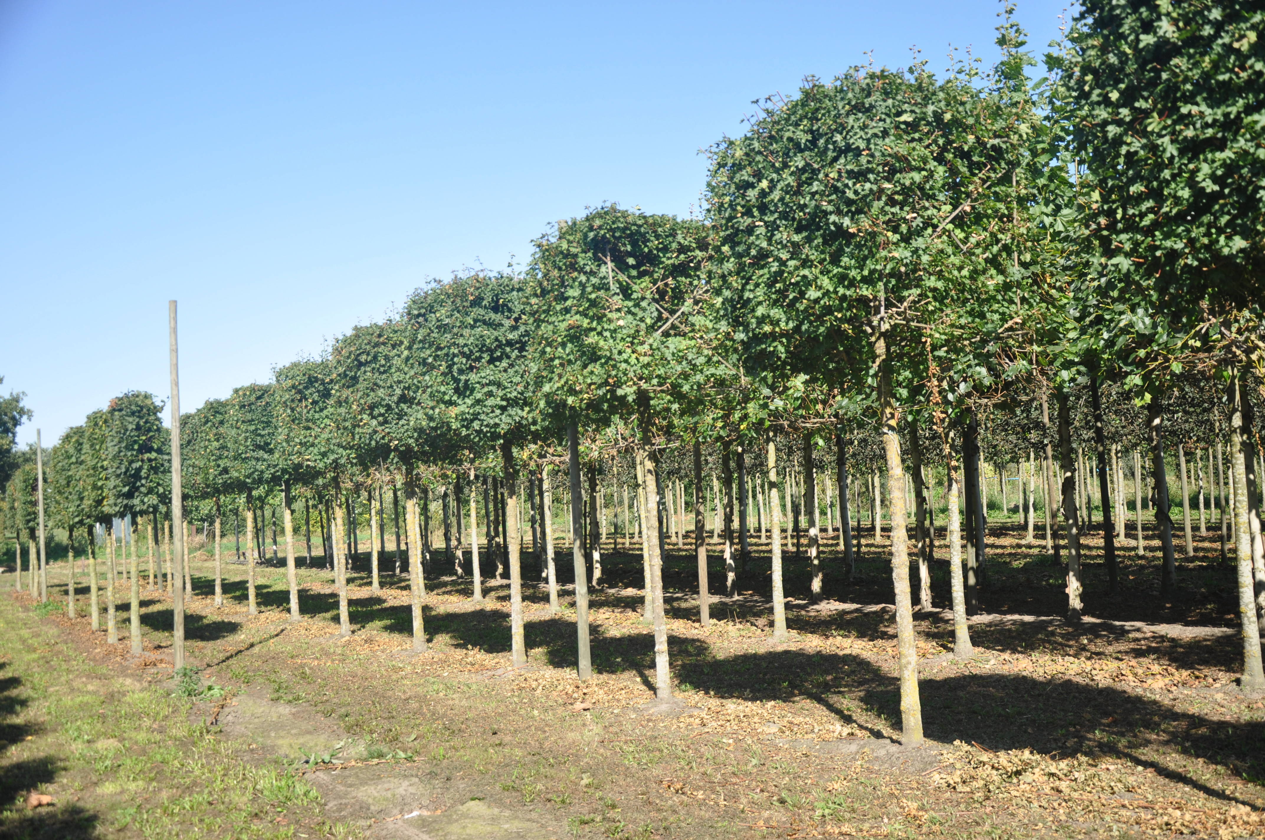 Acer campestre 'Elsrijk' product