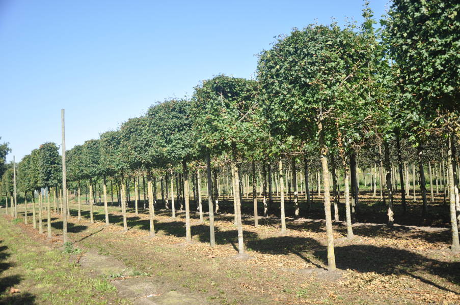 Acer campestre 'Elsrijk' - Veld esdoorn 'Elsrijk' plantation
