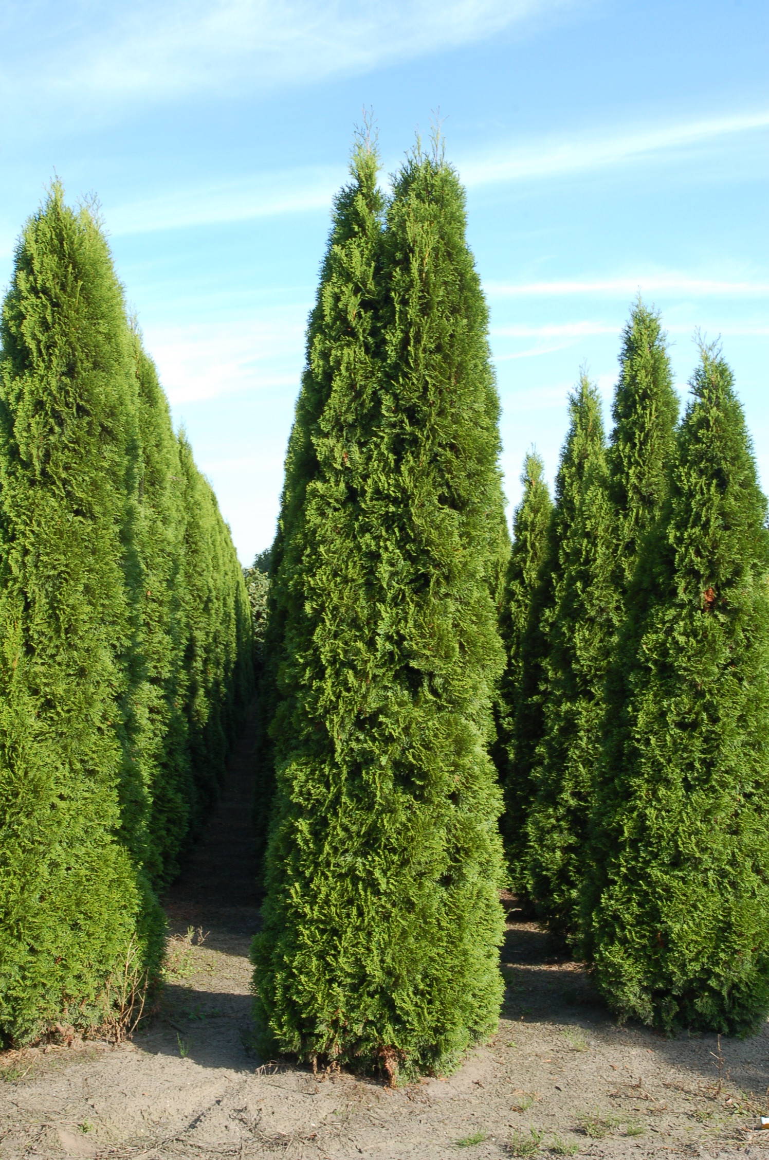 Thuja occidentalis 'Smaragd' - Westerse levensboom 'Smaragd' product