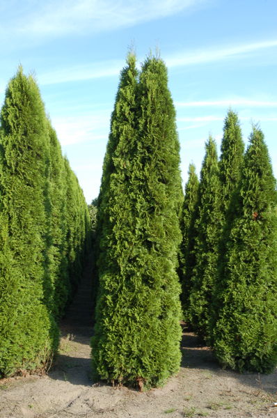 Thuja occidentalis 'Smaragd' - Lebensbaum plantation
