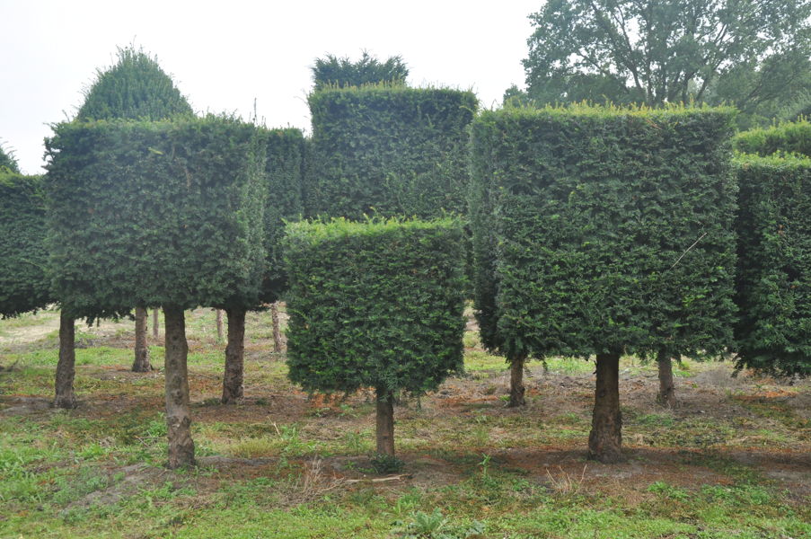 Taxus baccata plantation