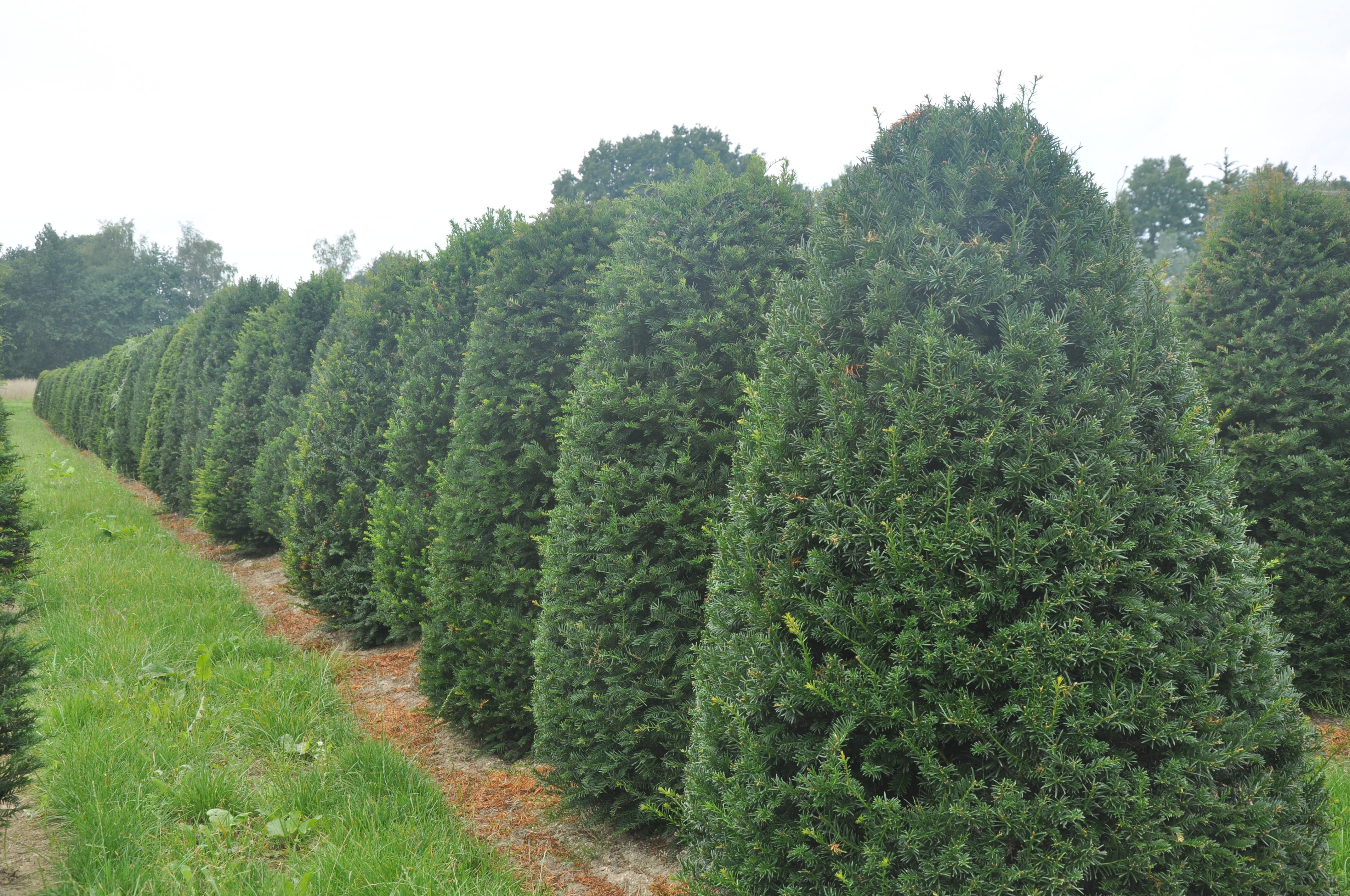Taxus baccata product