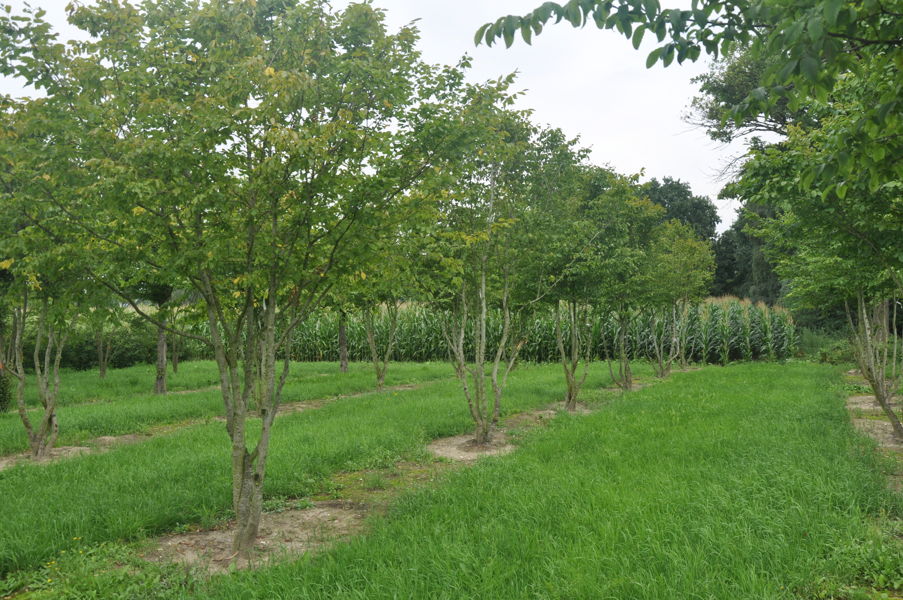 Carpinus betulus - Haagbeuk plantation