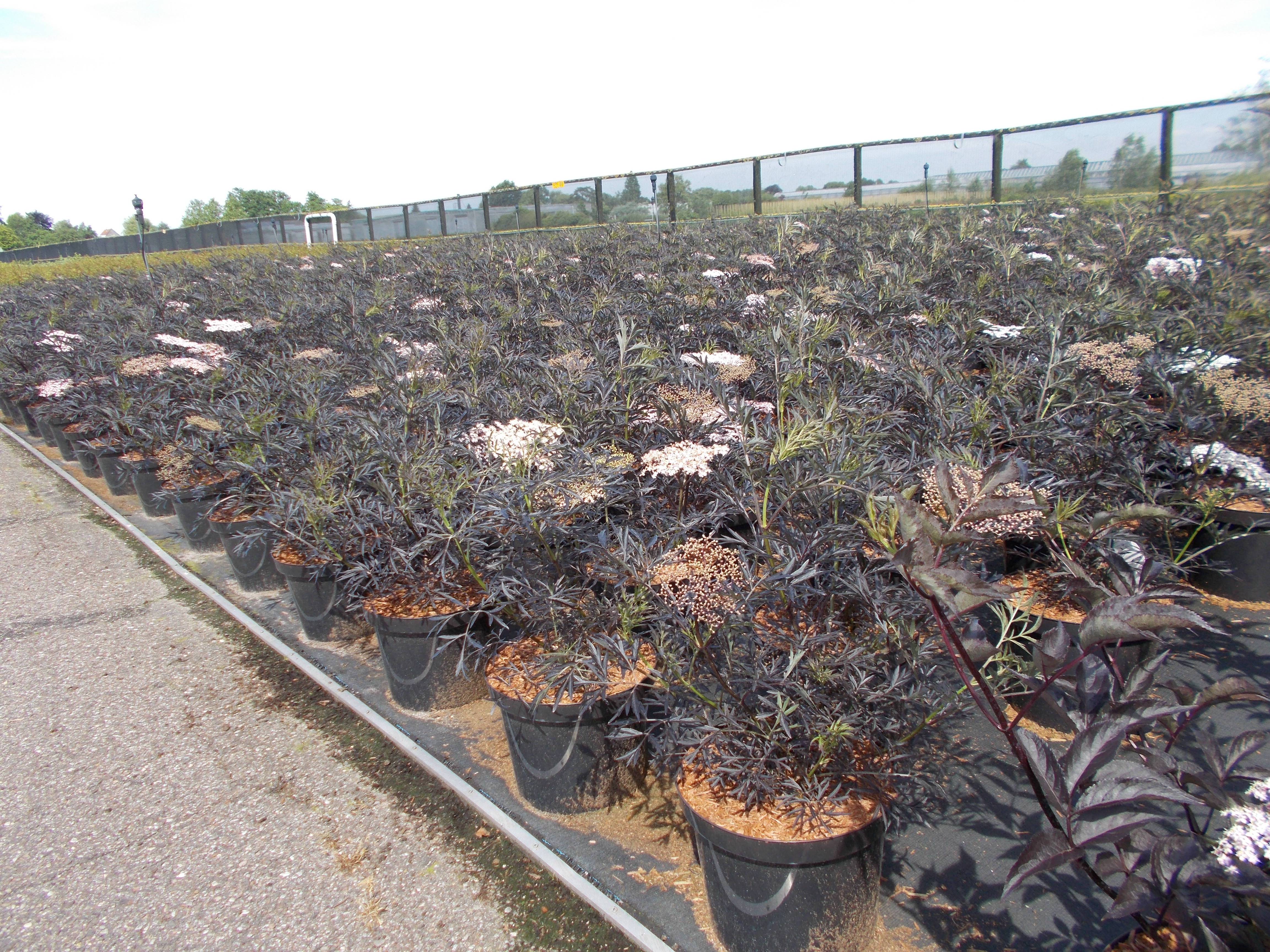 Sambucus nigra 'Black Lace' - Black elder product