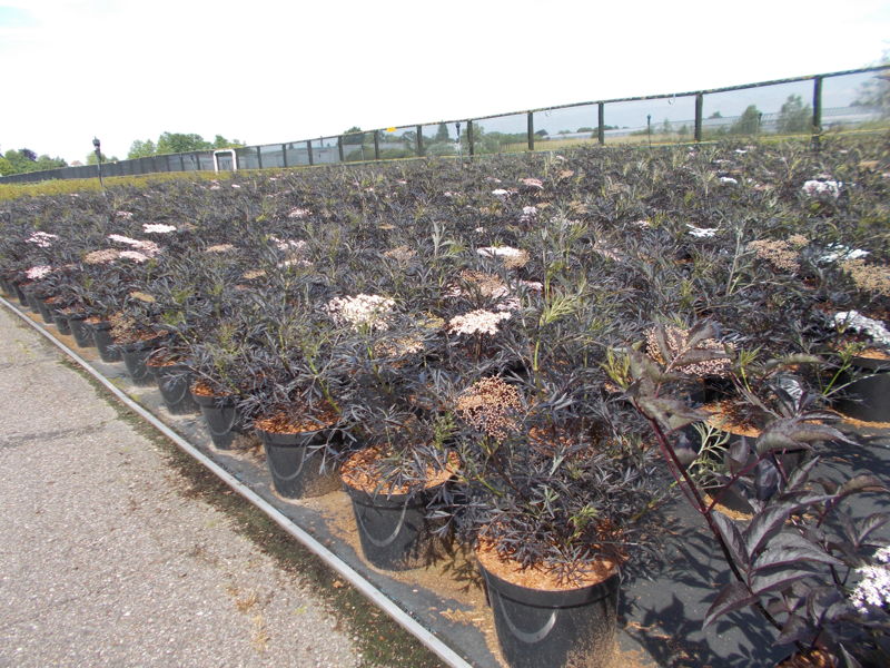 Sambucus nigra 'Black Lace' plantation