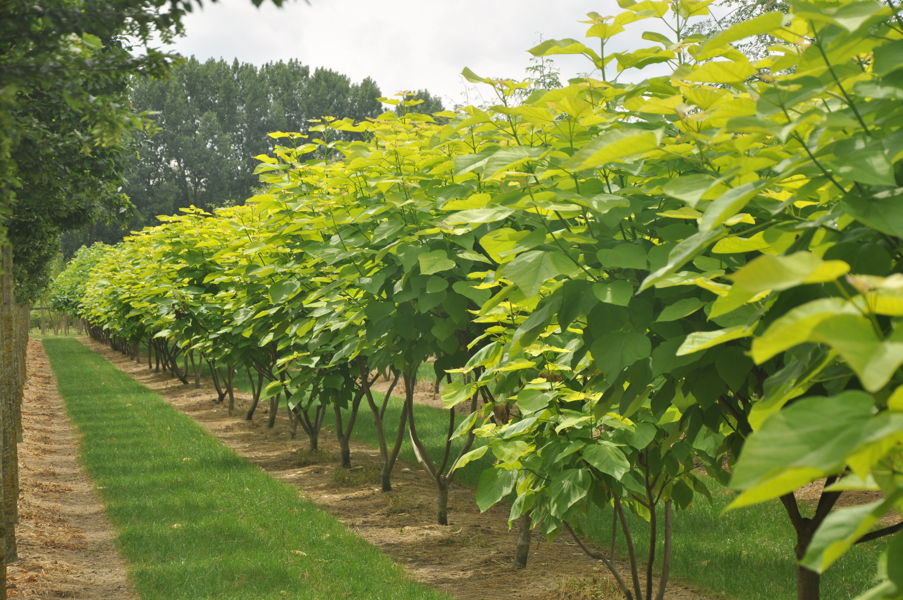 Catalpa bignonioides 'Aurea' - Indian bean tree plantation