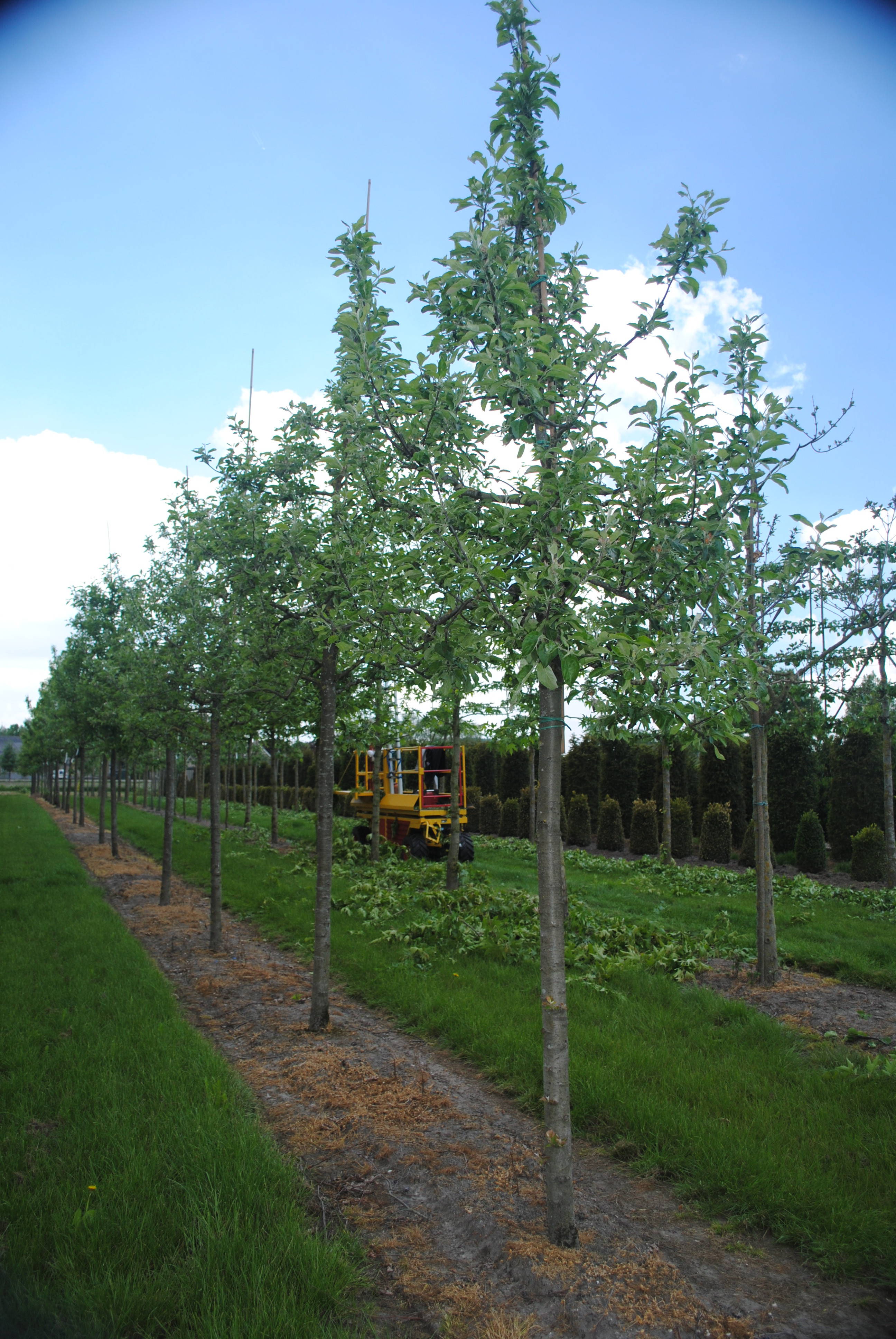 Malus 'Red Boskoop' - Goudreinet 'Rode Boskoop' product