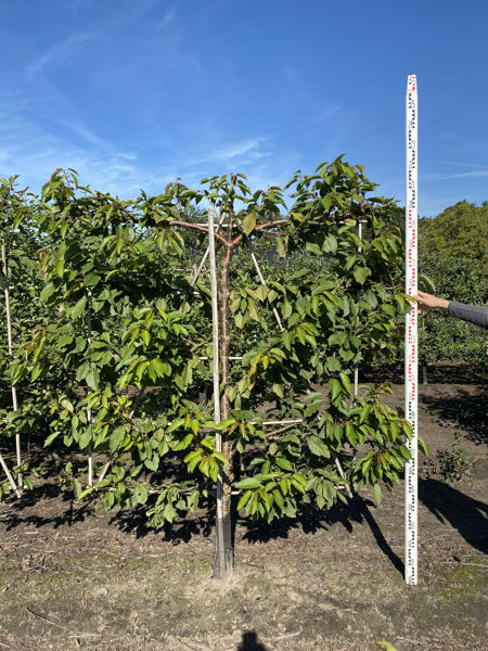 Prunus avium 'Hedelfinger Riesenkirsche' plantation