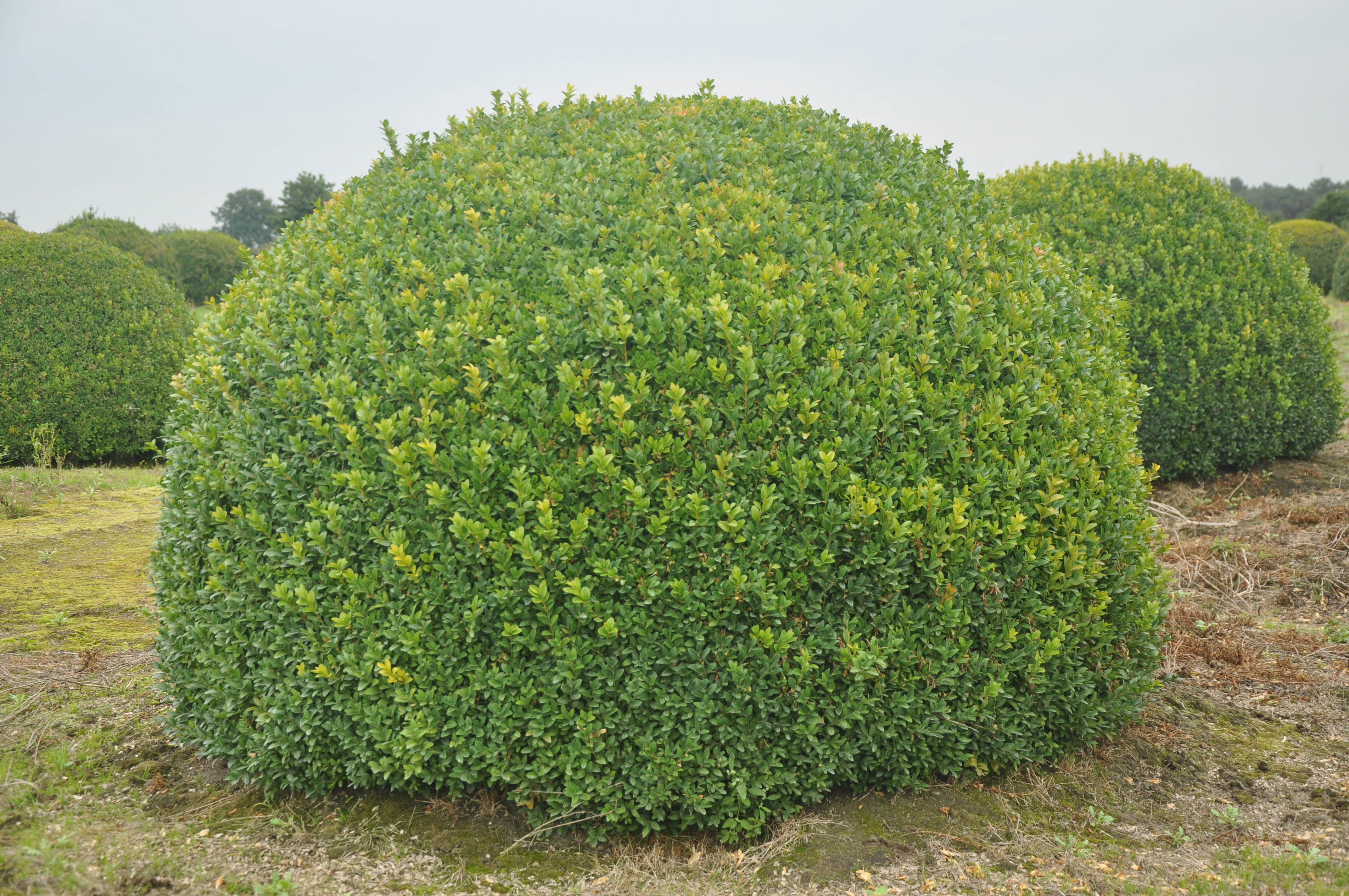Buxus sempervirens product