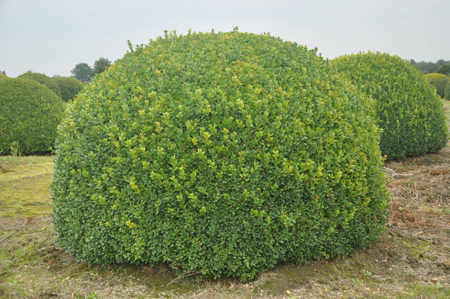 Buxus sempervirens plantation