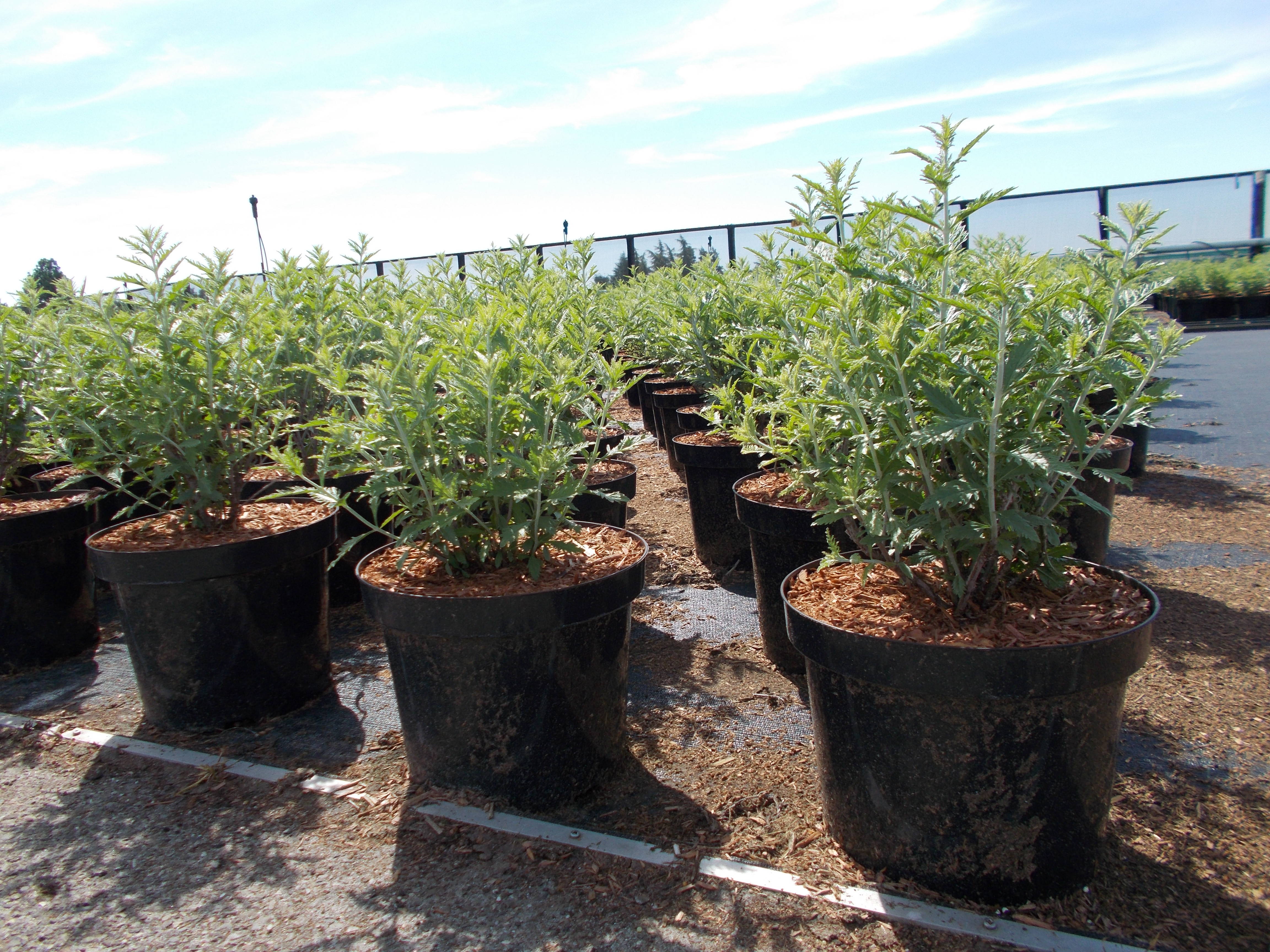 Perovskia 'Blue Spire' - Russian sage product