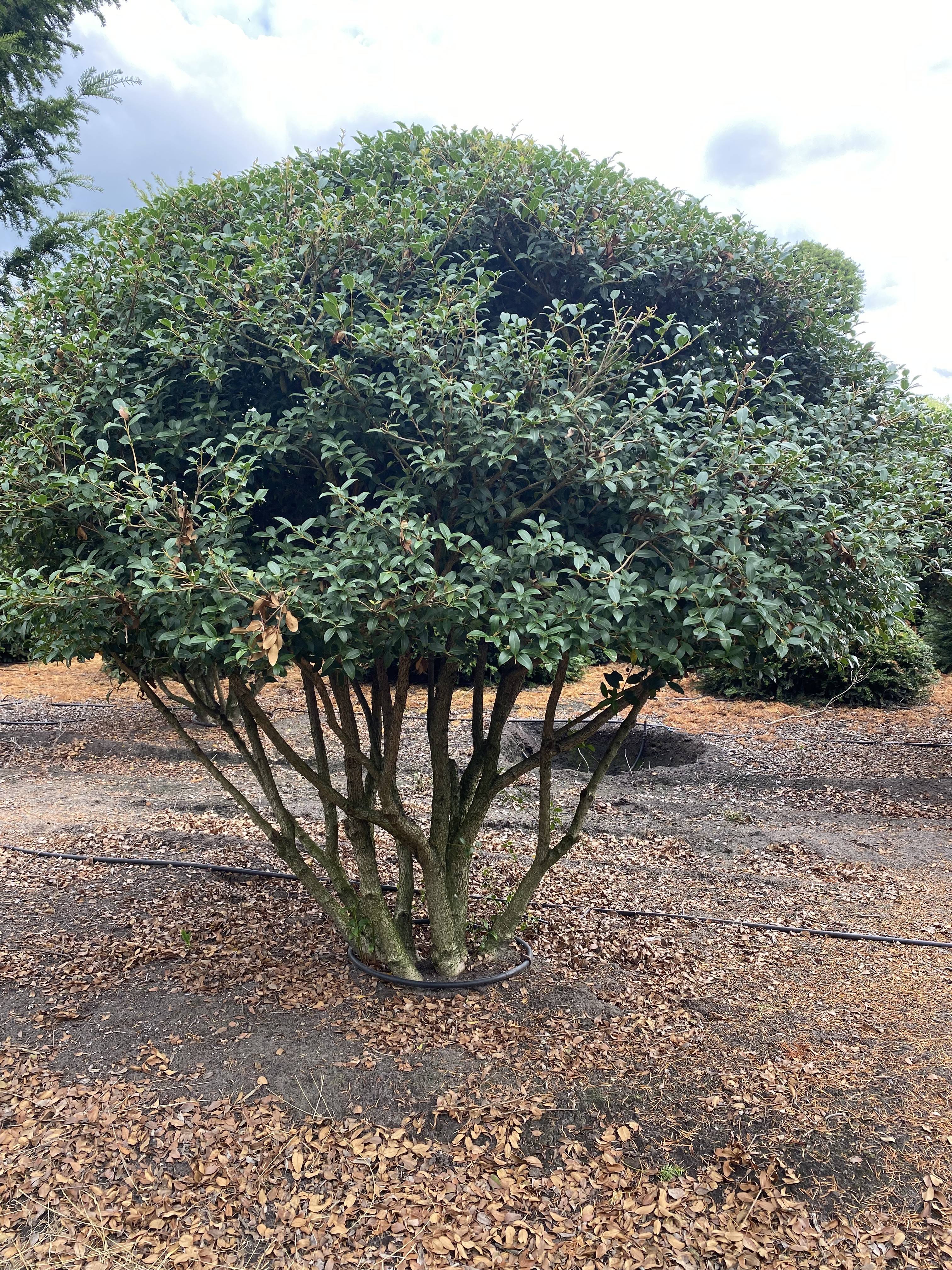 Osmanthus burkwoodii - Schijnhulst product