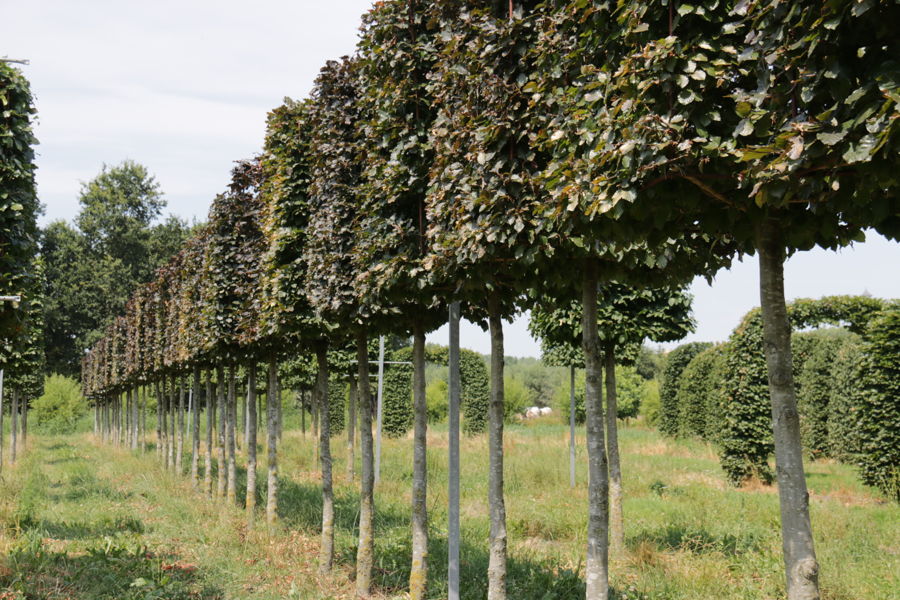 Fagus sylvatica 'Atropunicea' - Blutbuche plantation