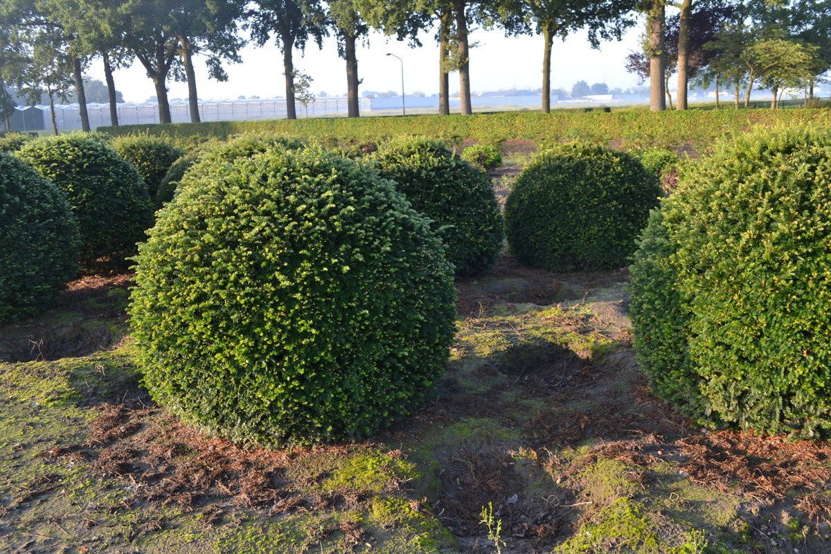 Taxus baccata product