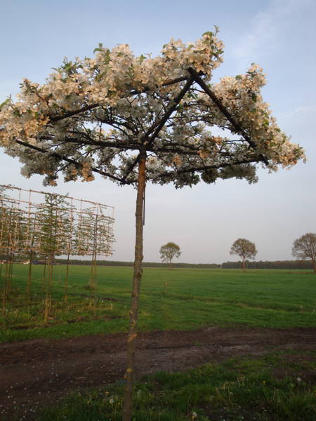 Malus evereste plantation