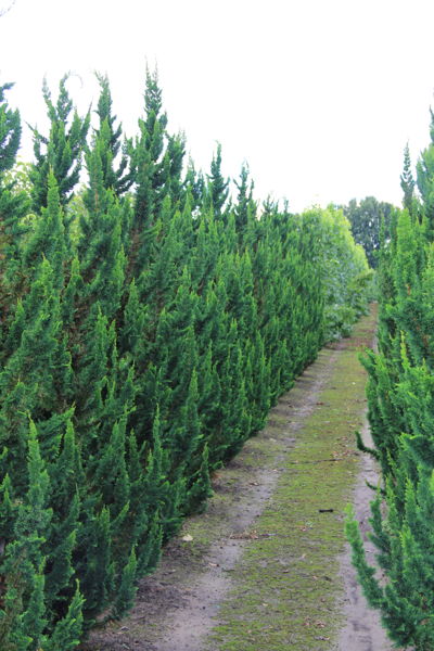 Chamaecyparis lawsoniana 'Little Spire' - Lawson's cypress plantation