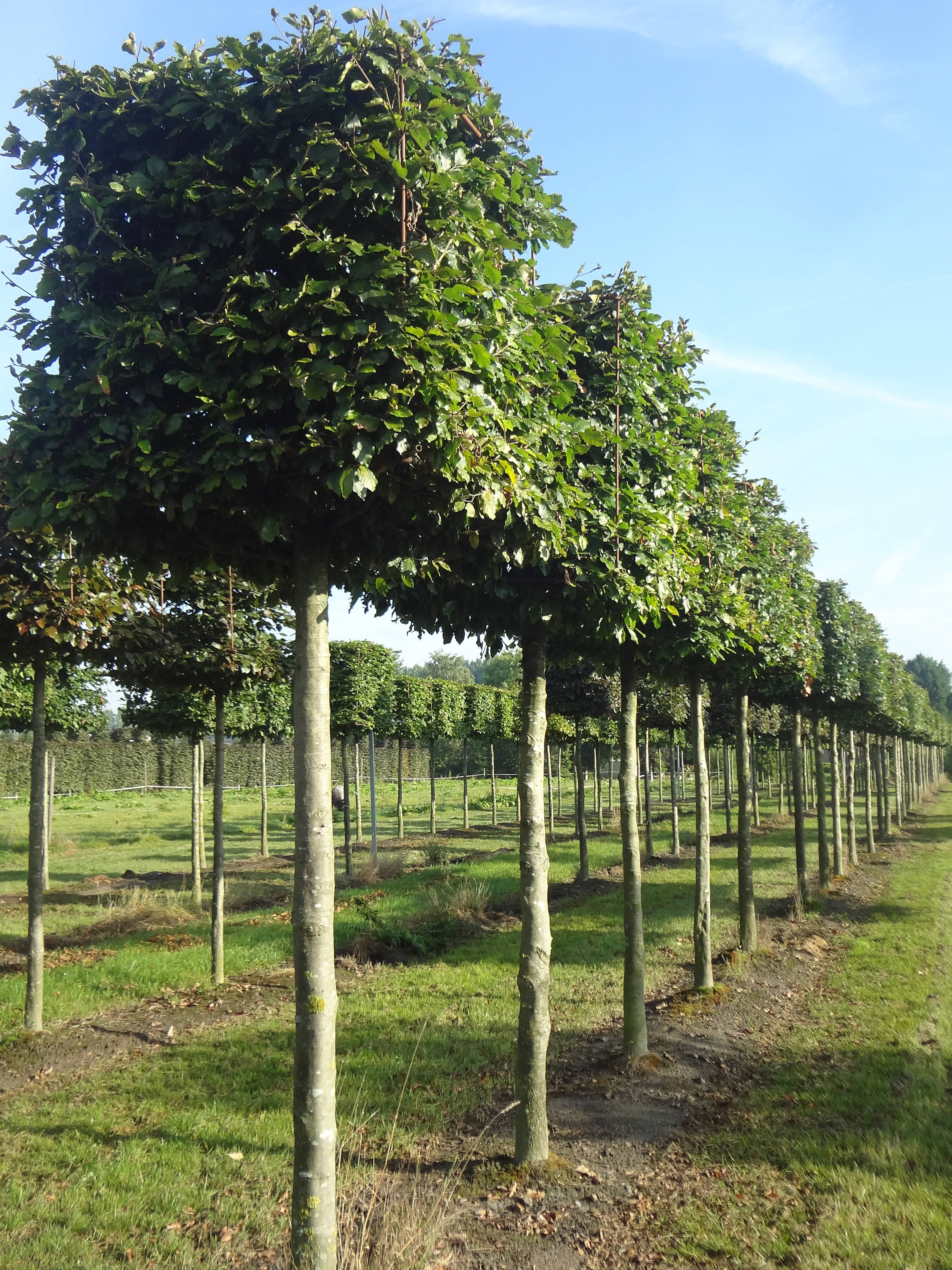 Fagus sylvatica 'Atropunicea' - Red beech product