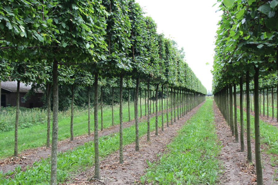 Carpinus betulus - Gemeine Hainbuche plantation