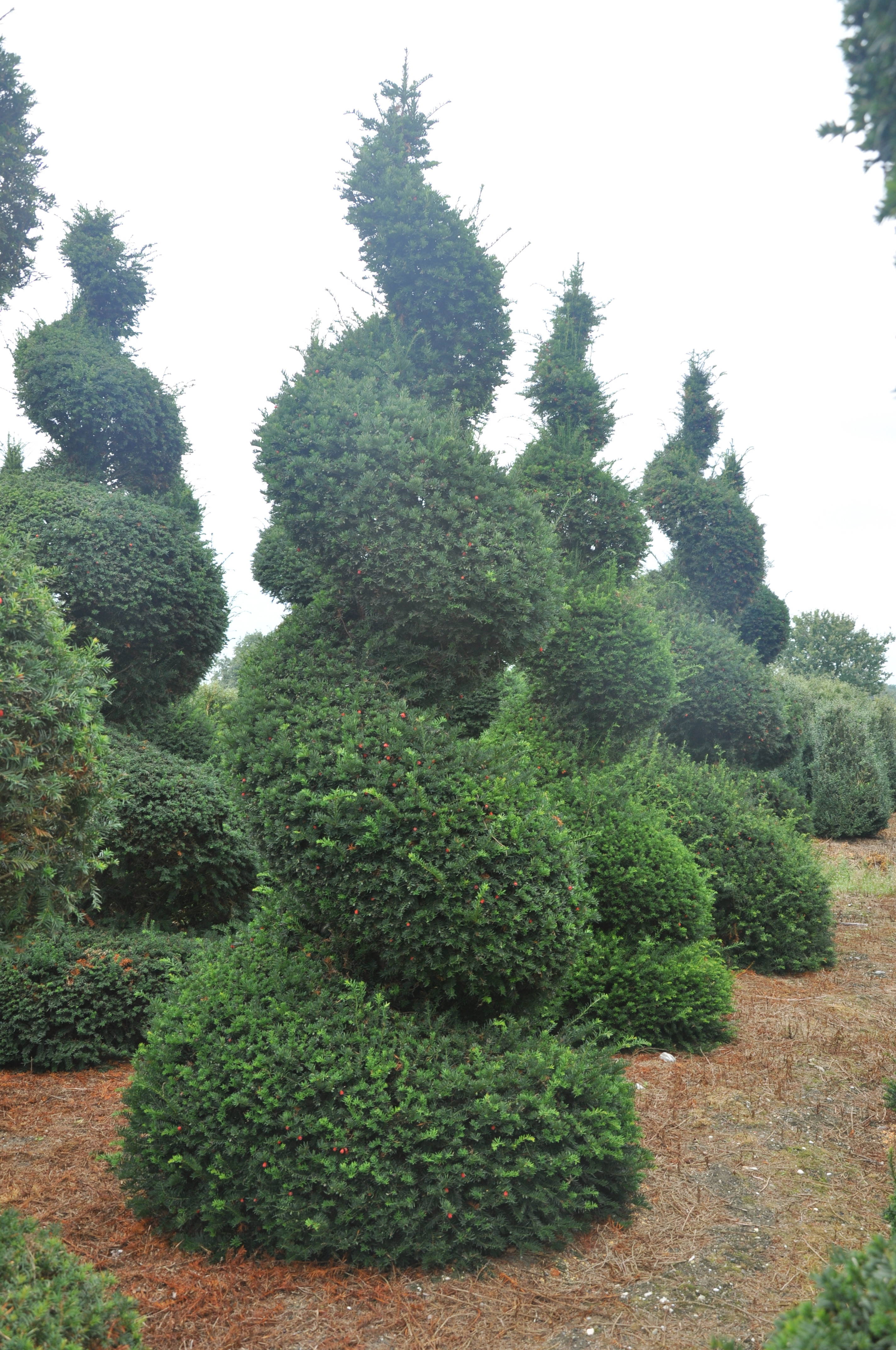 Taxus baccata product