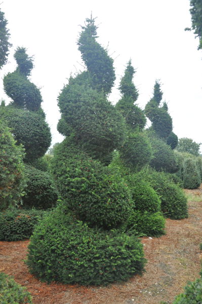 Taxus baccata plantation