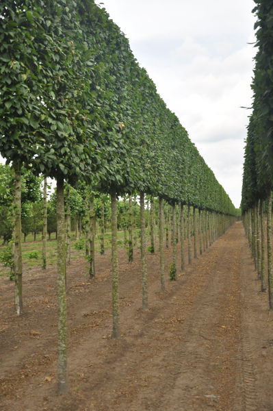 Carpinus betulus -  Common hornbeam plantation